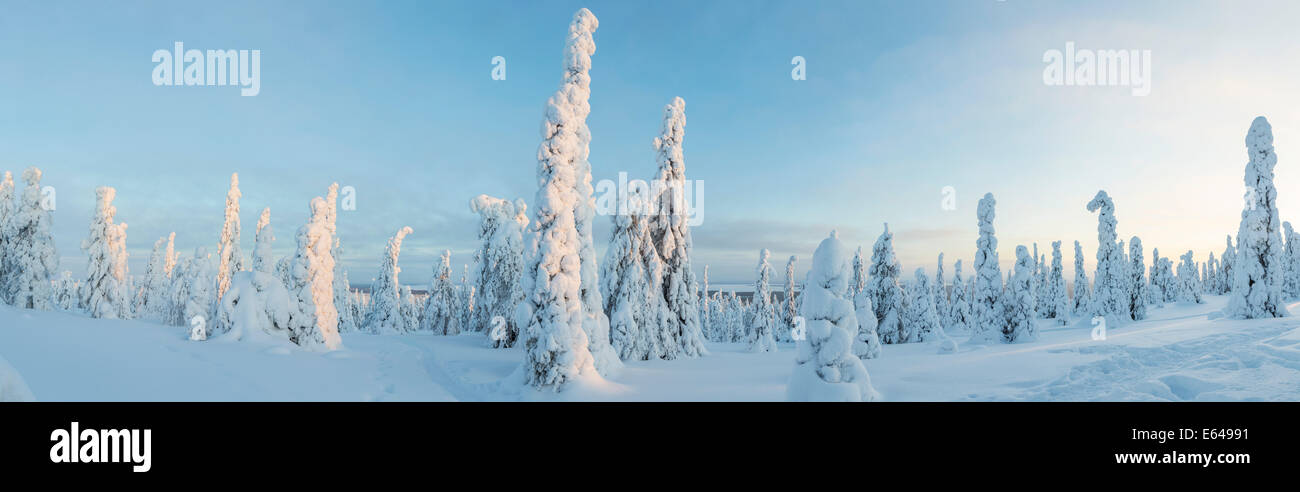 Arbres couverts de neige, Parc National de Riisitunturi, Laponie, Finlande Banque D'Images