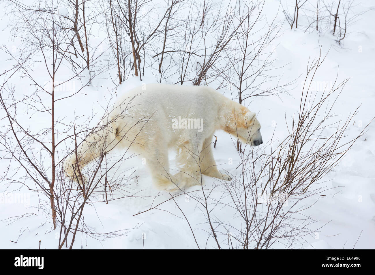 L'ours polaire, Finlande Banque D'Images