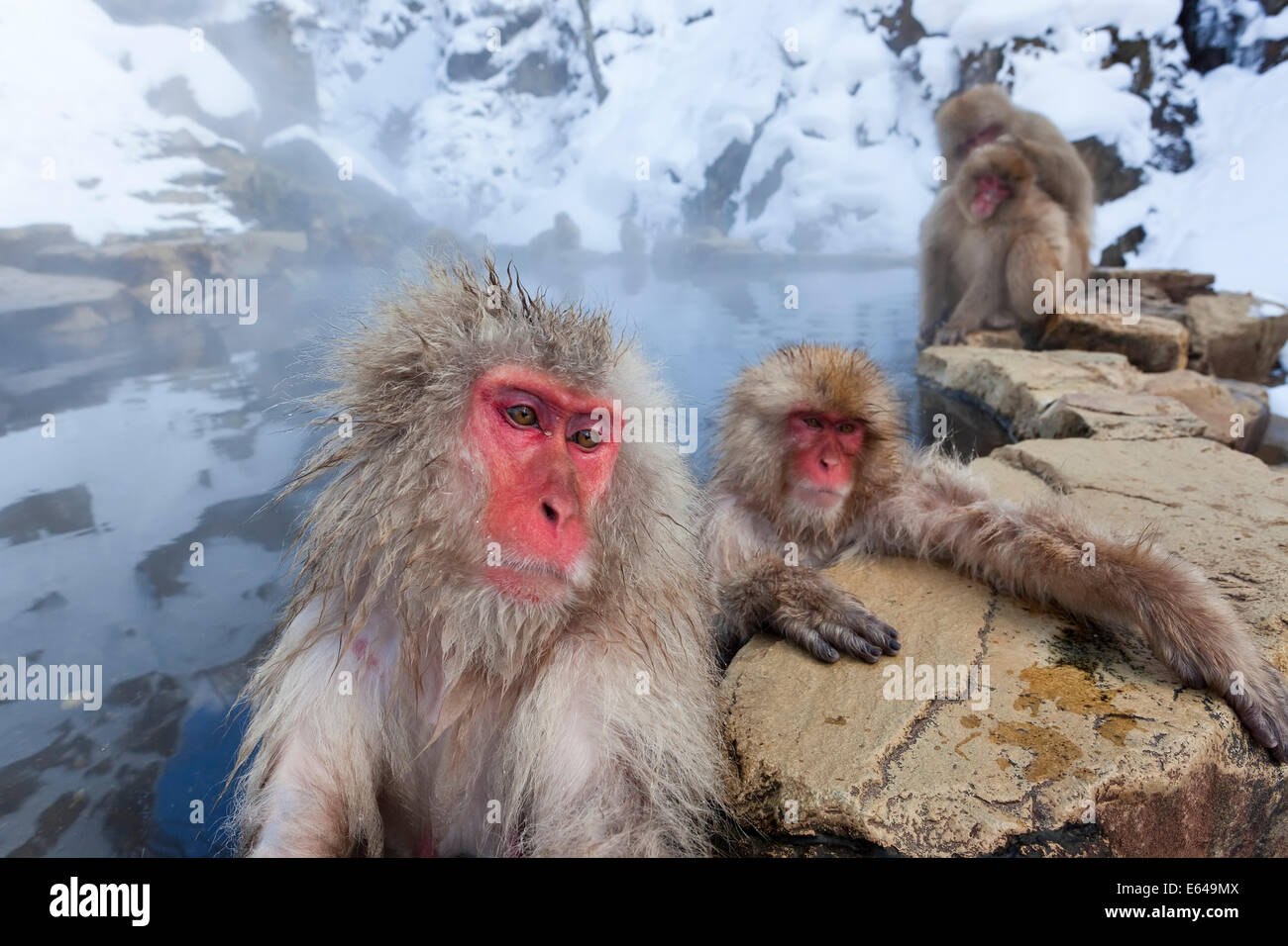Macaque japonais (Macaca fuscata)/ Snow monkey, Parc National de Joshin-etsu, Honshu, Japan Banque D'Images