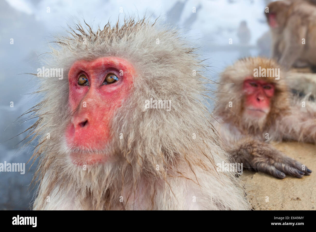 Macaque japonais (Macaca fuscata)/ Snow monkey, Parc National de Joshin-etsu, Honshu, Japan Banque D'Images