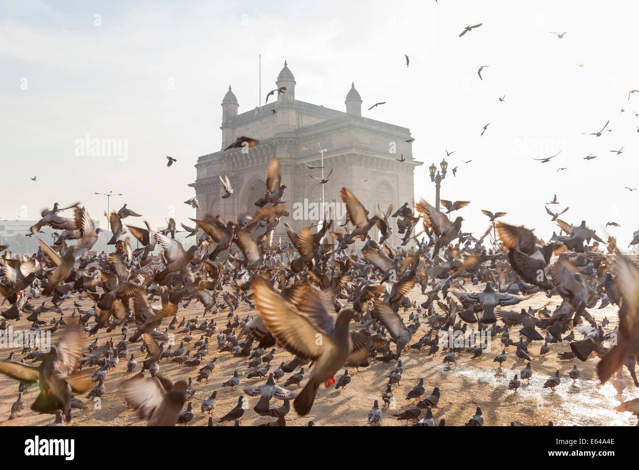 Les pigeons, porte de l'Inde, Colaba, Mumbai (Bombay), Inde Banque D'Images