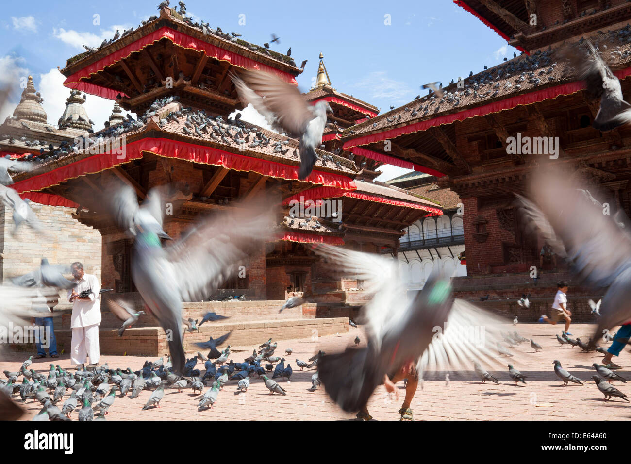 Les pigeons, Durbar Square, Katmandou, Népal Banque D'Images