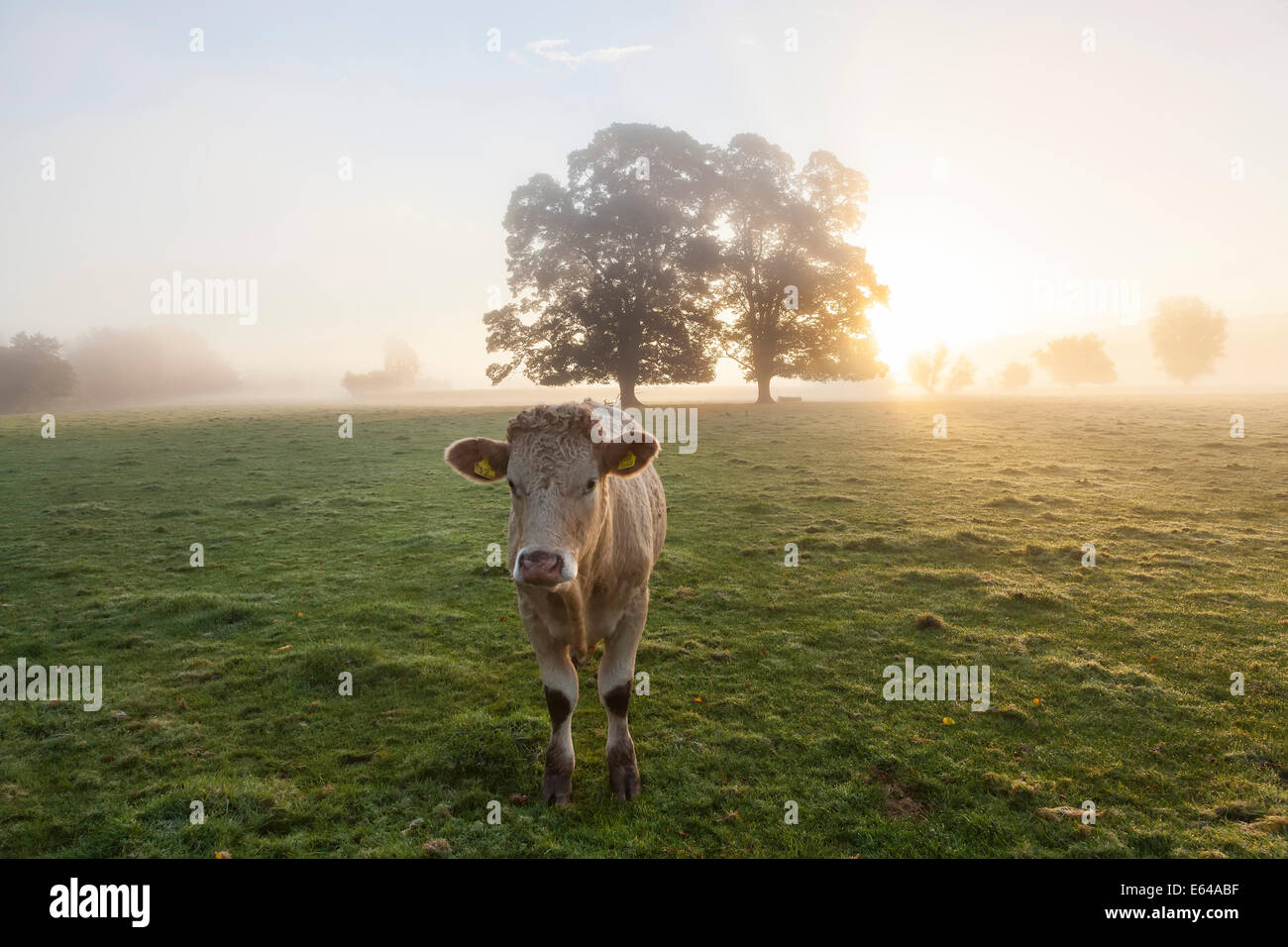 Dans le champ de la vache, le lever du soleil, l'Usk Valley, South Wales, UK Banque D'Images