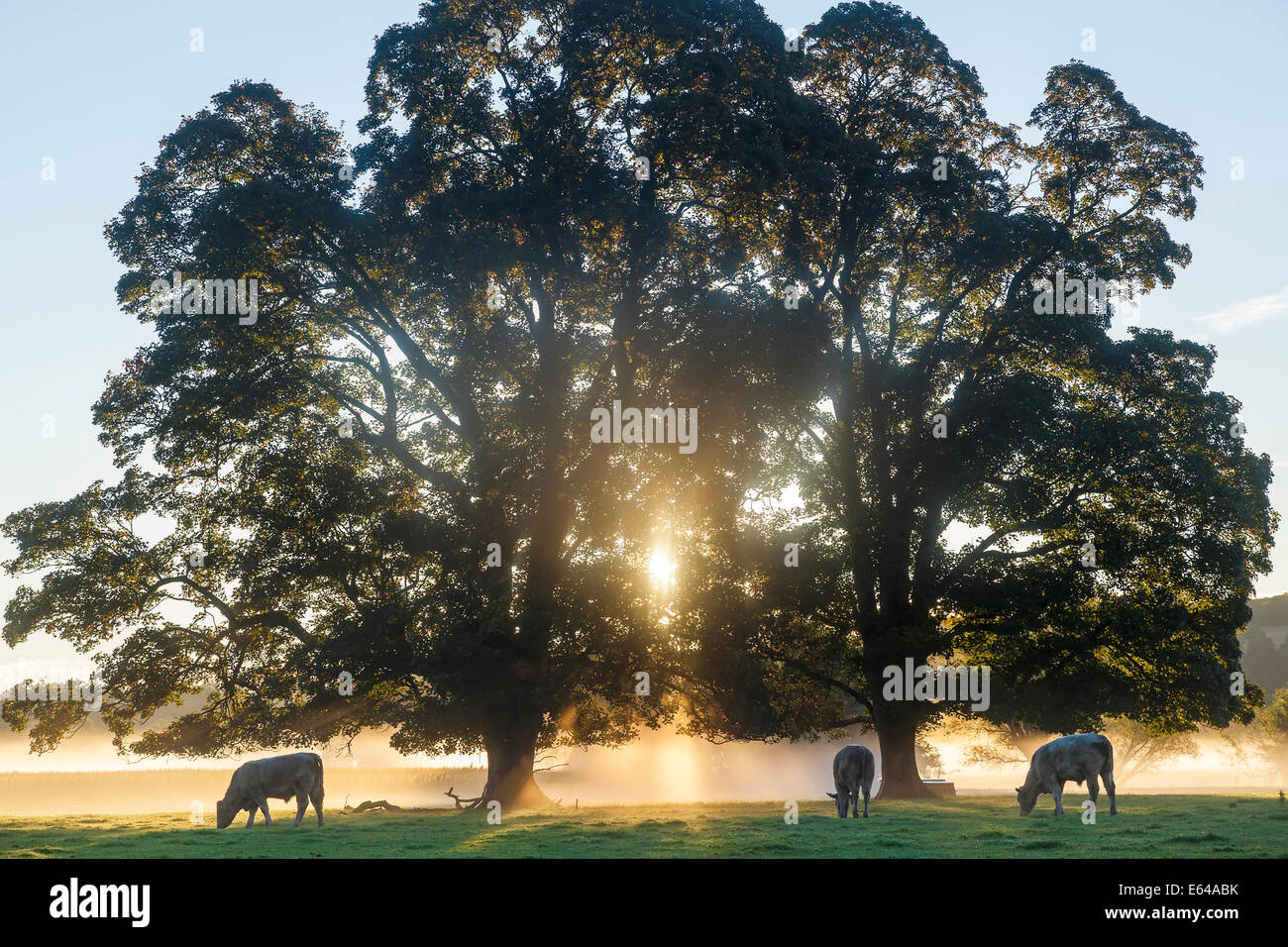 Les vaches dans le champ, le lever du soleil, l'Usk Valley, South Wales, UK Banque D'Images
