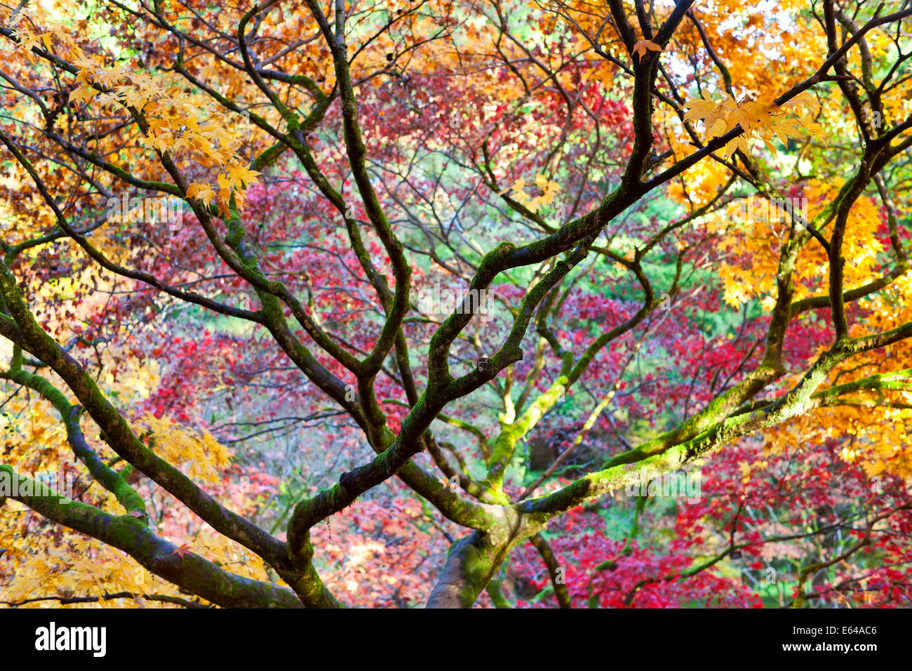 Les feuilles d'automne, Westonbirt Arboretum, Gloucestershire, Royaume-Uni Banque D'Images