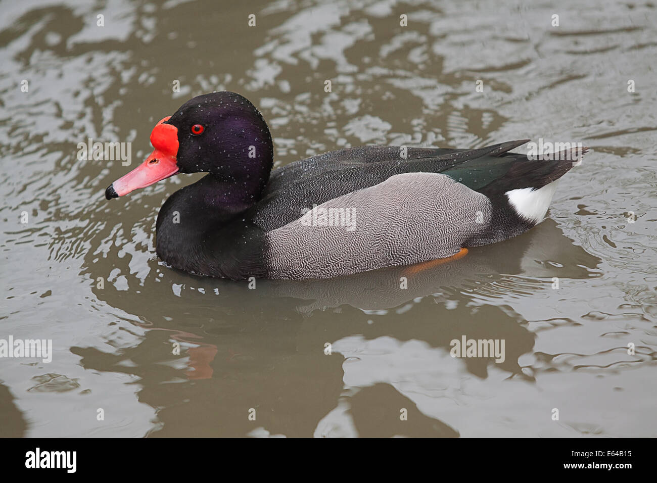 Photo d'un mâle canard nez rouge Banque D'Images