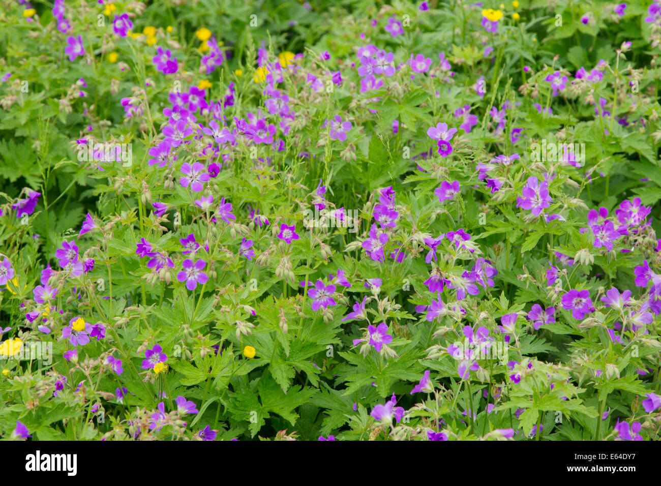 Renoncule des prés et bois géranium sanguin Ranunculus acris & Geranium sylvaticum Islande PL002275 Banque D'Images