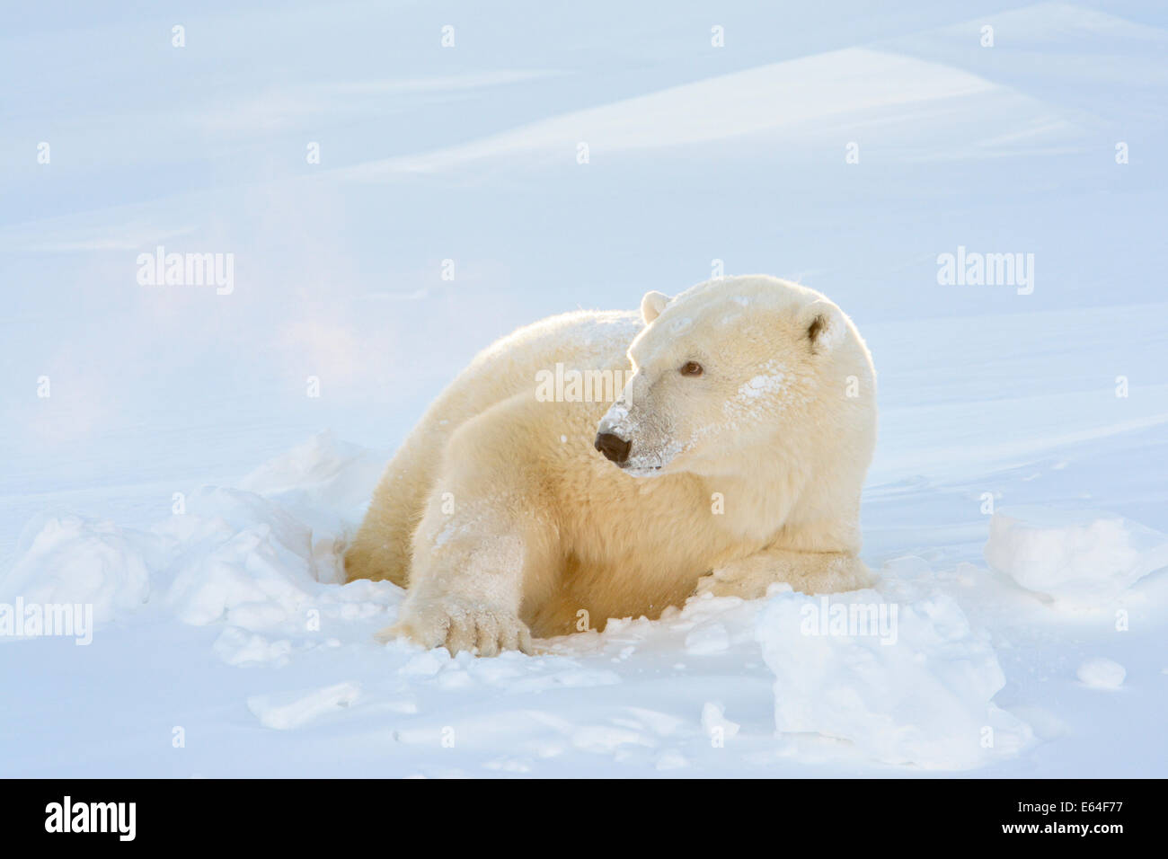 L'ours polaire (Ursus maritimus) qui sort de sa tanière avec rétroéclairage à Wapusk National Park, Canada. Banque D'Images