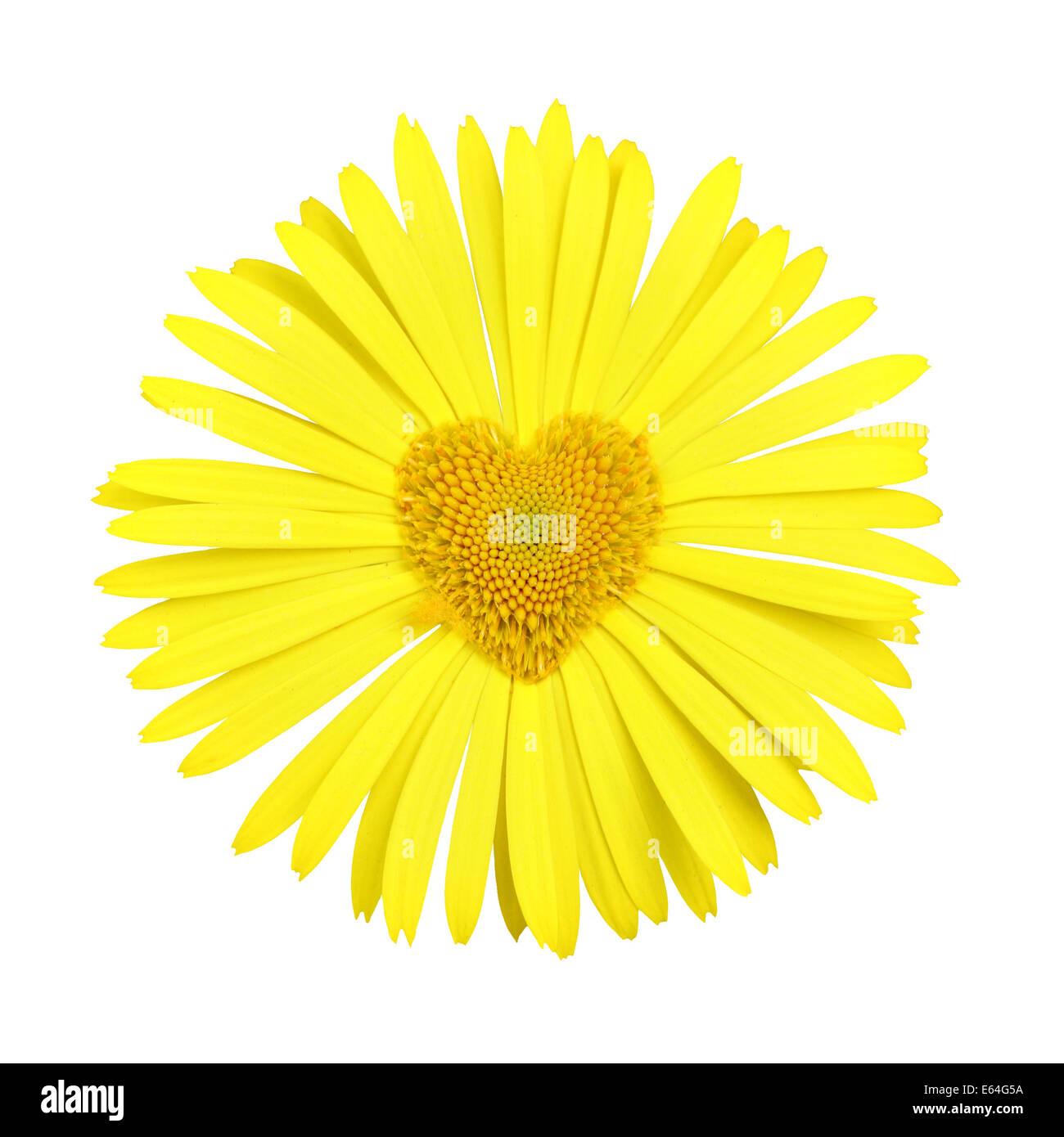 Marguerite jaune avec coeur dans le centre isolé sur fond blanc Banque D'Images
