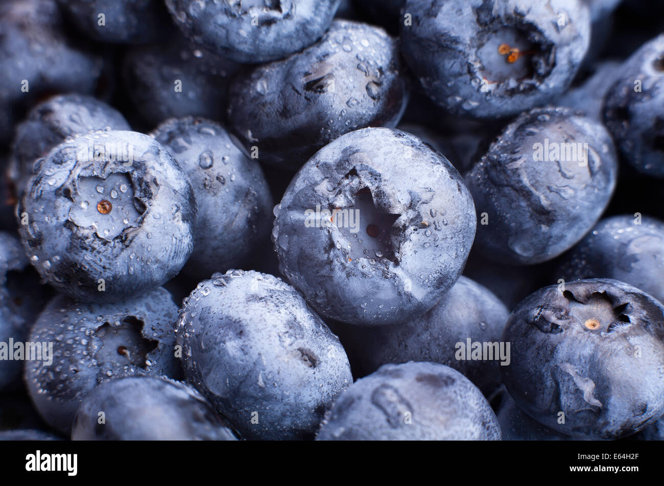 Gros plan de bleuets Banque D'Images