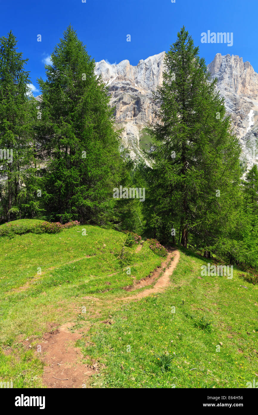 Sentier dans la vallée alpine Flora alpina, Trentin, Italie Banque D'Images