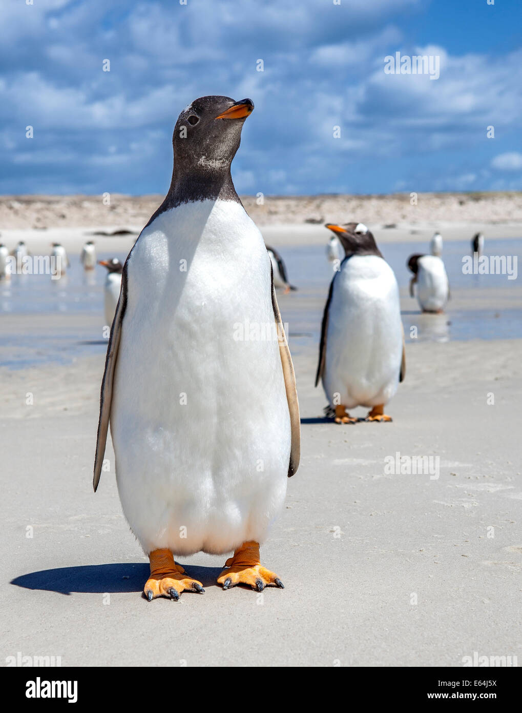 Deux Manchots l'un en face de l'un à l'arrière dans les îles Falkland. Sur l'étang nord plage, East Falkland Island. Banque D'Images