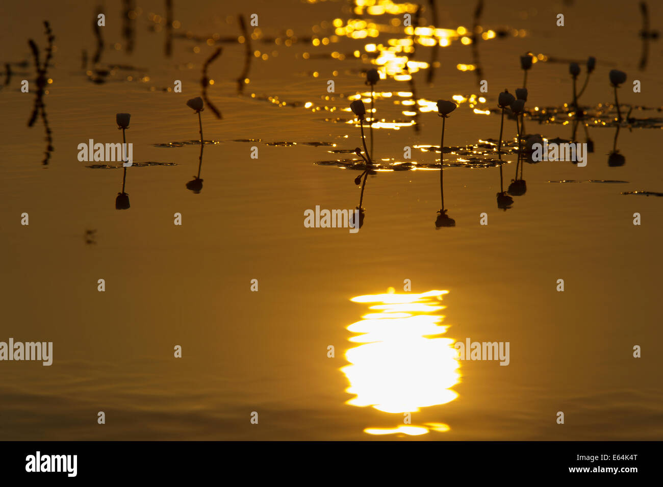 L'atmosphère du matin sur un marais dans la région de la Dombes, Ain, France Banque D'Images