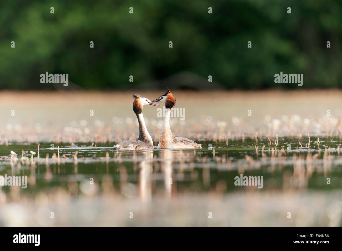 Les fréquentations entre deux grèbe huppé dans un marais dans la région de la Dombes, Ain, France Banque D'Images