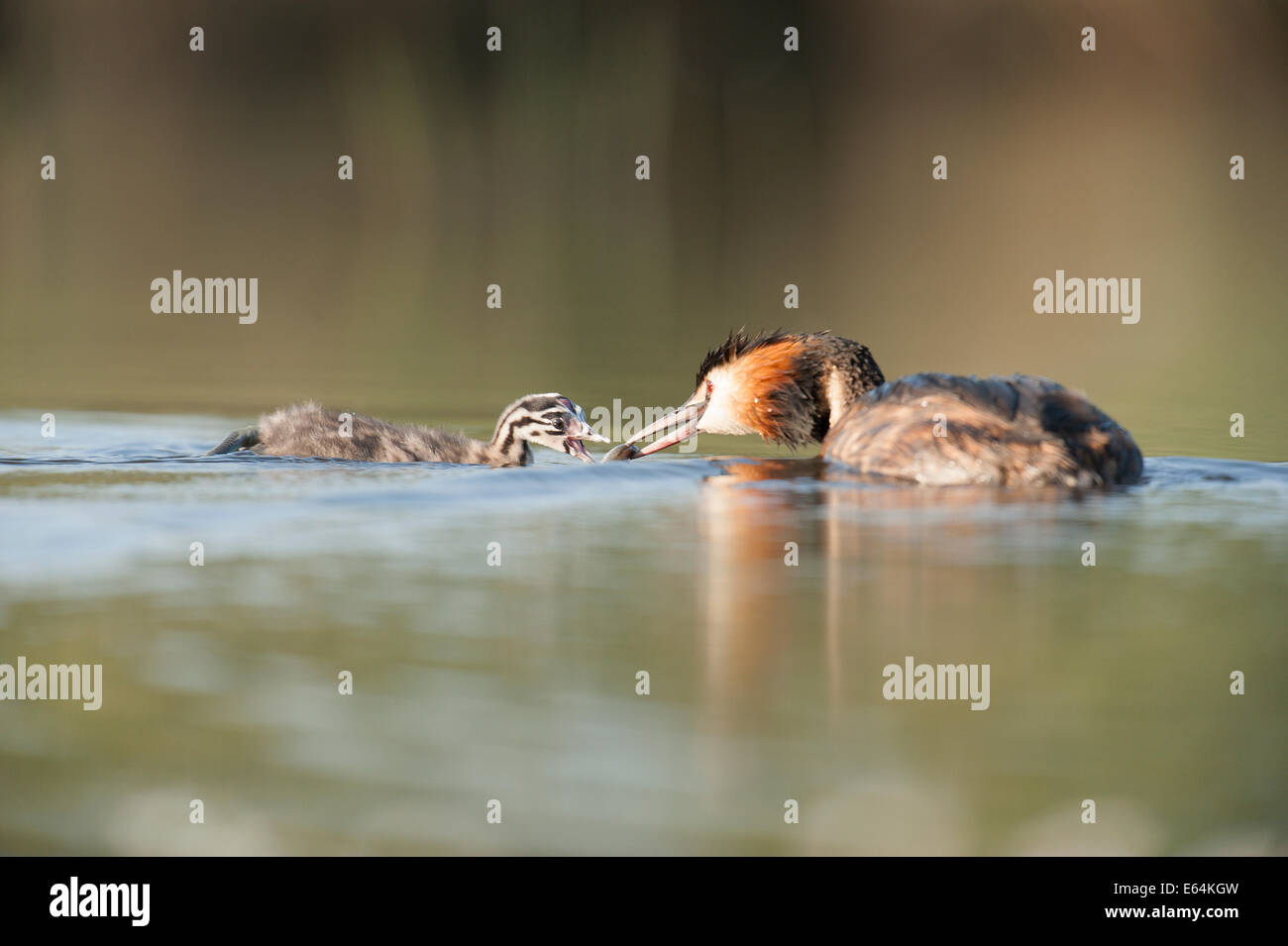 Grèbe huppé poussins sur le dos d'un adulte sur un marais dans la région de la Dombes, Ain, France Banque D'Images