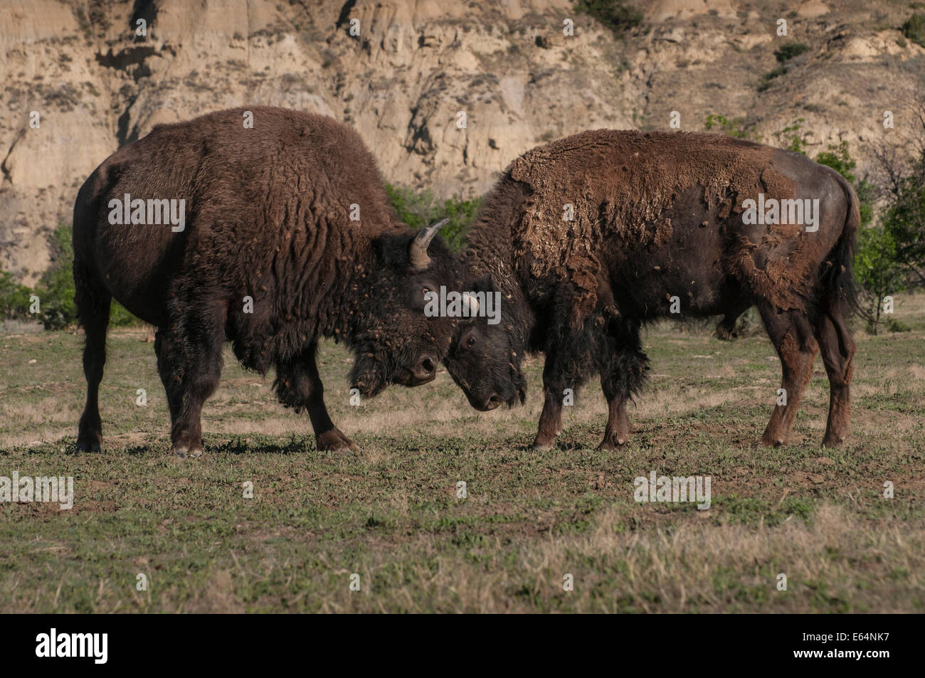Bison d'Amérique combat Parc National Theodore Roosevelt, dans le Dakota du Nord. Banque D'Images