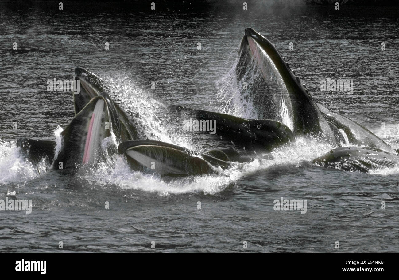 Baleine à bosse (Megaptera novaeangliae) sur une jambe dans l'alimentation saine. Frederick L'Archipel Alexander du sud-est de l'Alaska. Banque D'Images