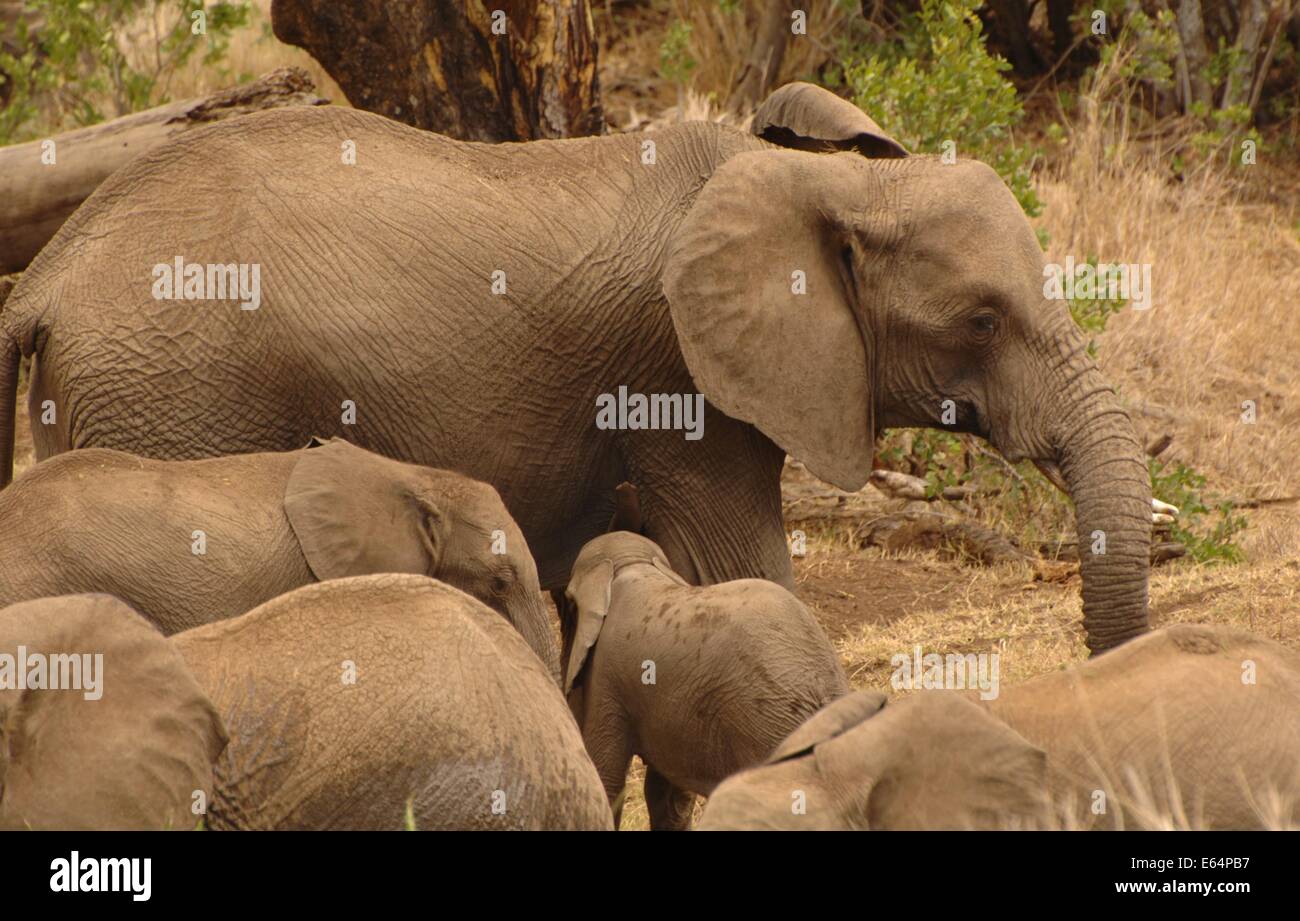 Des éléphants au fleuve dans Lewa Downs, Consevancy, Kenya Banque D'Images