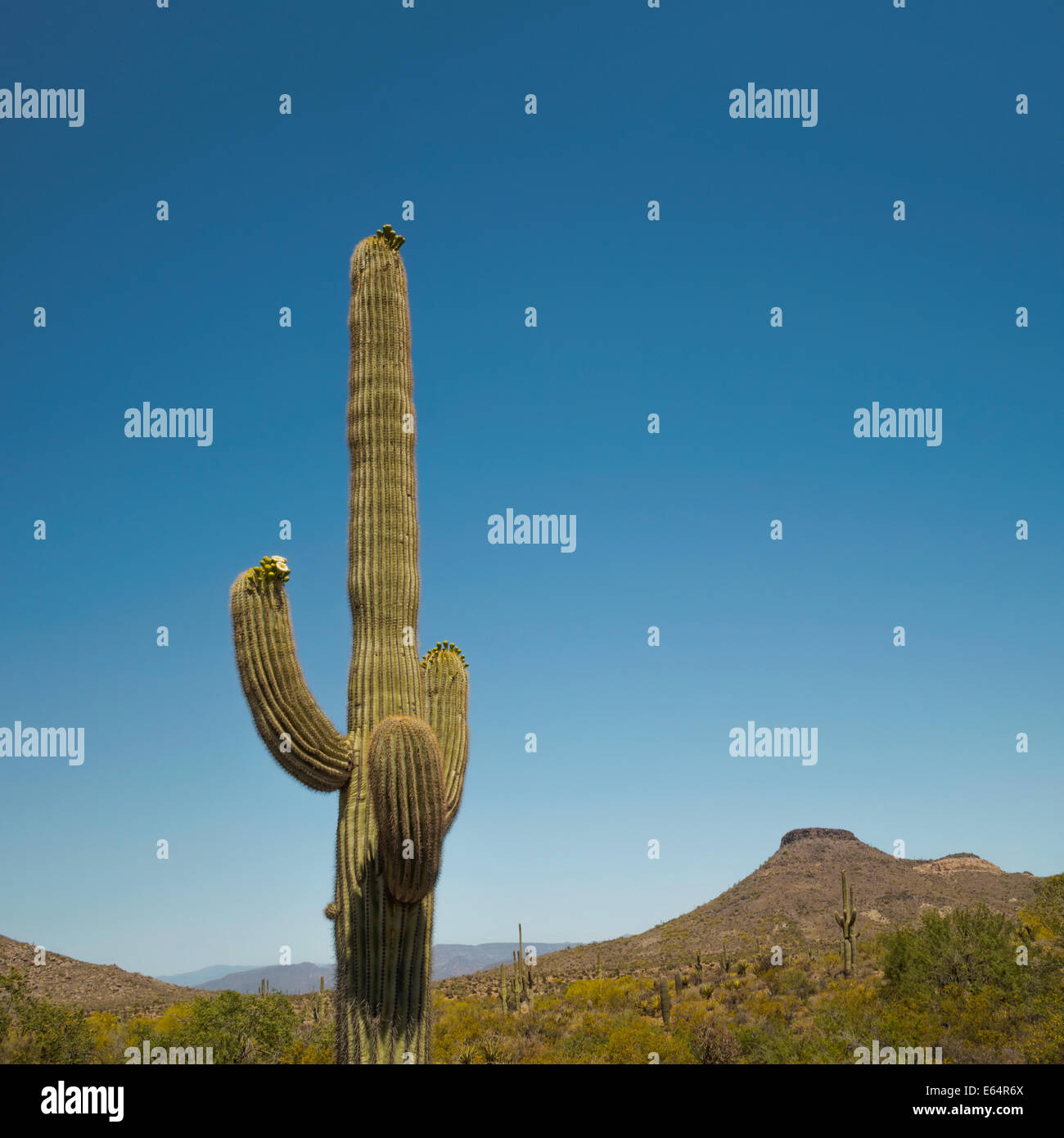 Cactus géant saguaro, Carnegiea gigantea, qui fleurit dans le paysage désert de Sonora, Scottsdale, Arizona, USA, avril 2014. Banque D'Images
