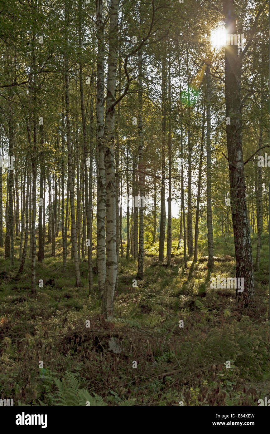 Forêt de bouleaux d'attraper la lumière du soleil du matin, réserve naturelle de la forêt d'AGL, Lenungshammar, Värmland, en Suède. Banque D'Images