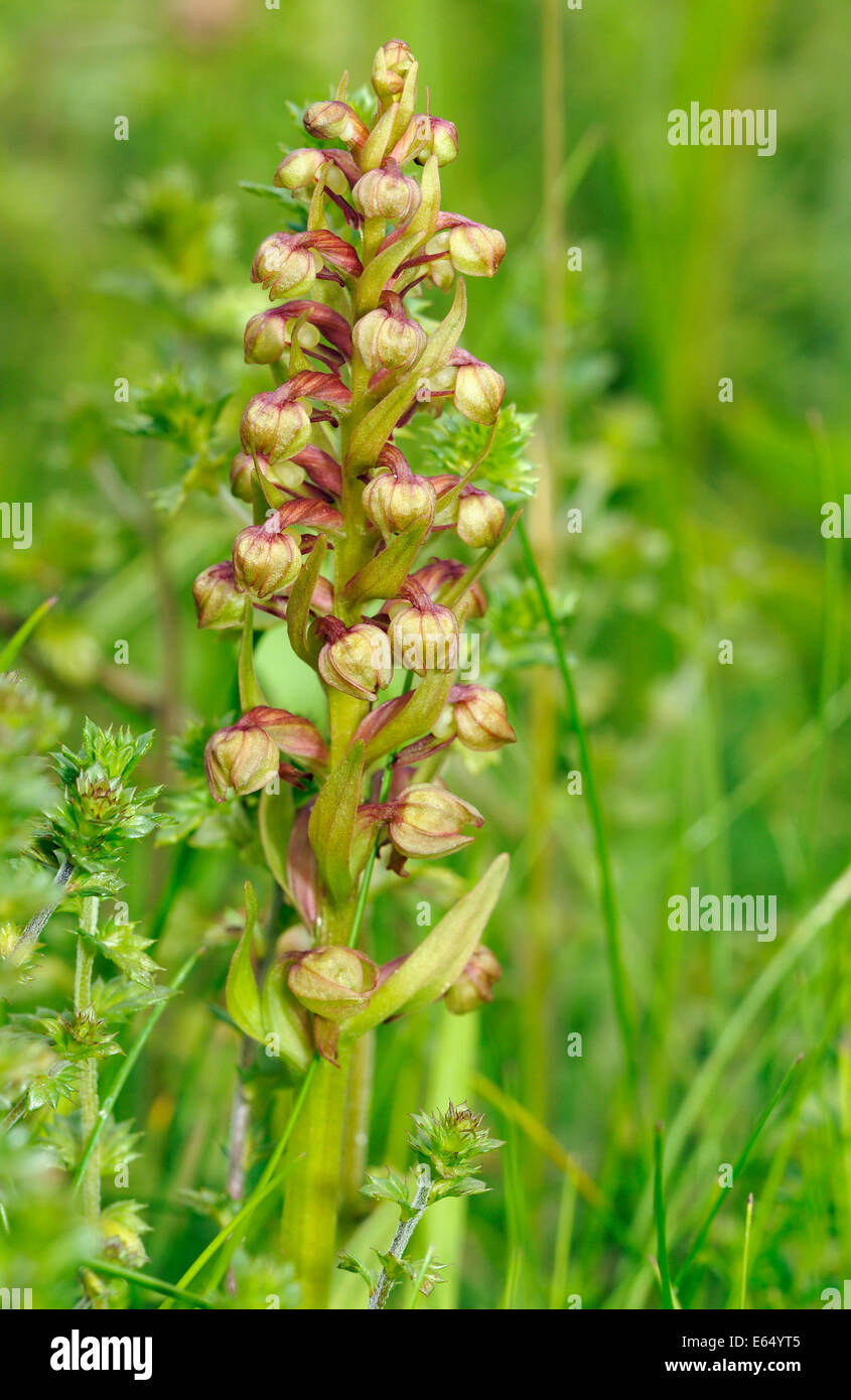 Frog - Orchidée Dactylorhiza viride croissant sur les Hébrides extérieures, de "machair" Banque D'Images