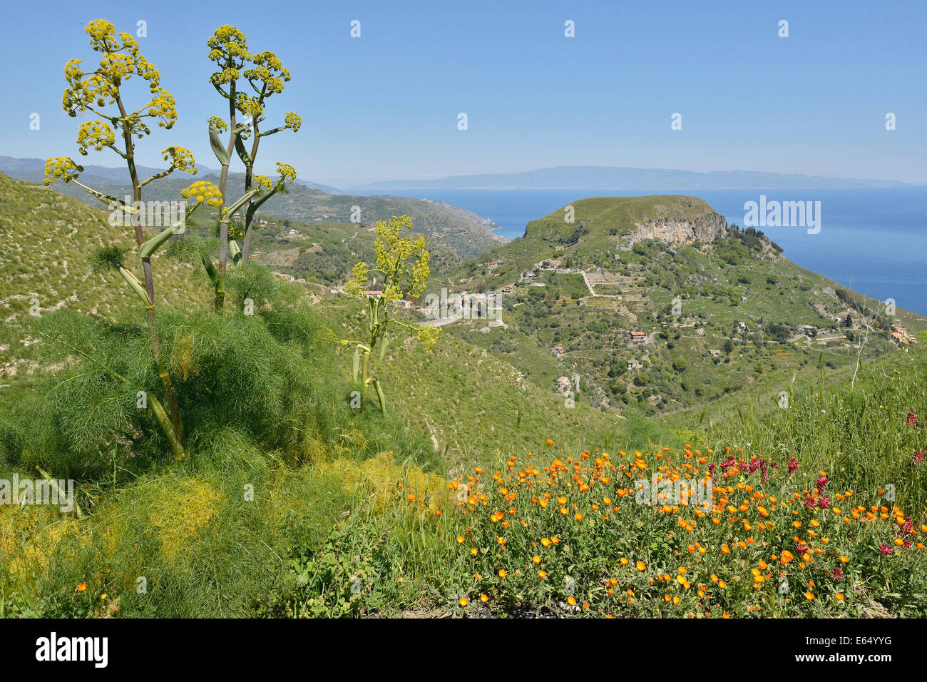 Fenouil géant (Ferula communis), le Mont Veneretta, province de Messine, Sicile, Italie Banque D'Images