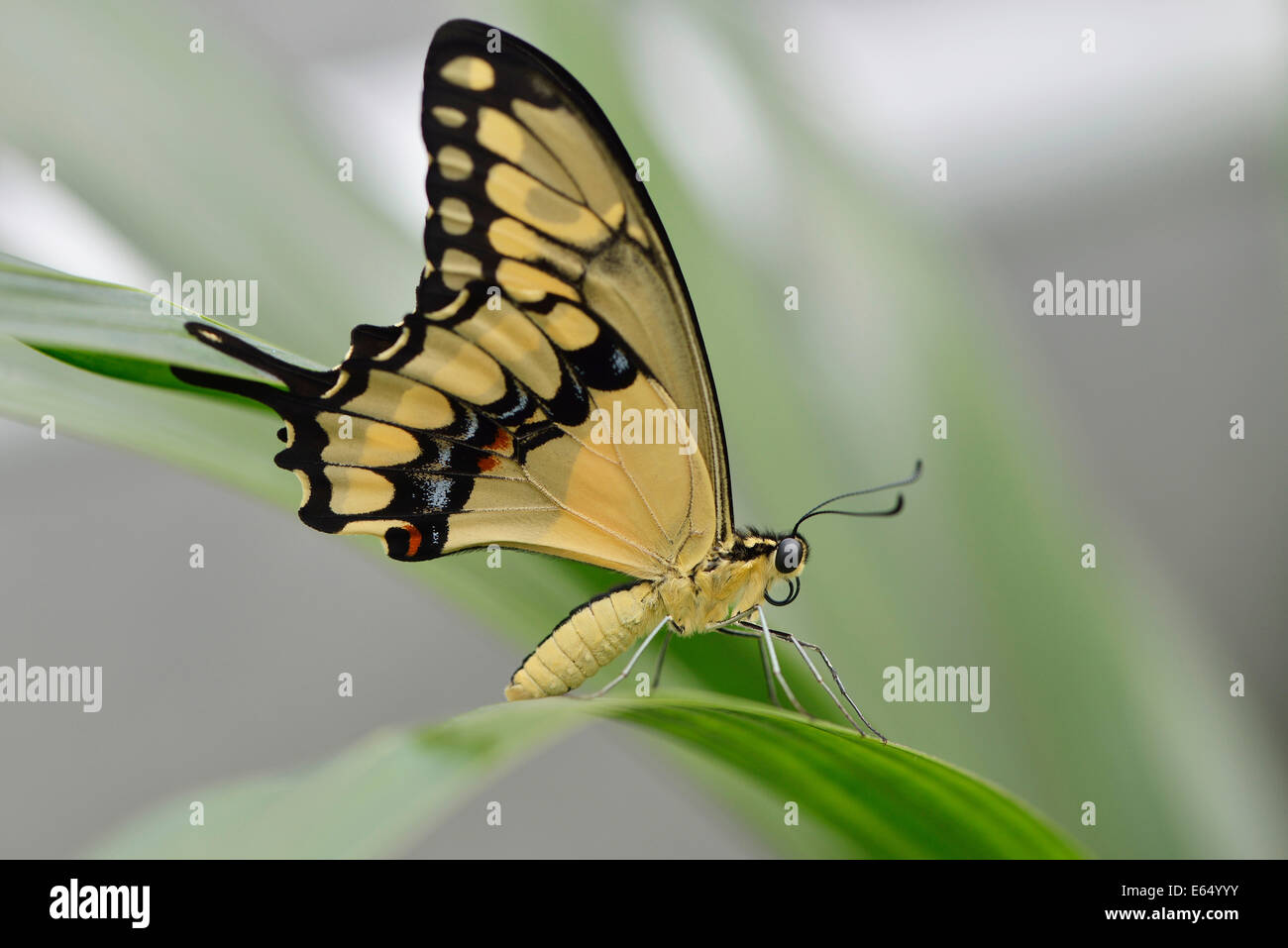 Grand porte-queue (Papilio cresphontes), jardin de l'État montrent, Papenburg, Emsland, Basse-Saxe, Allemagne Banque D'Images