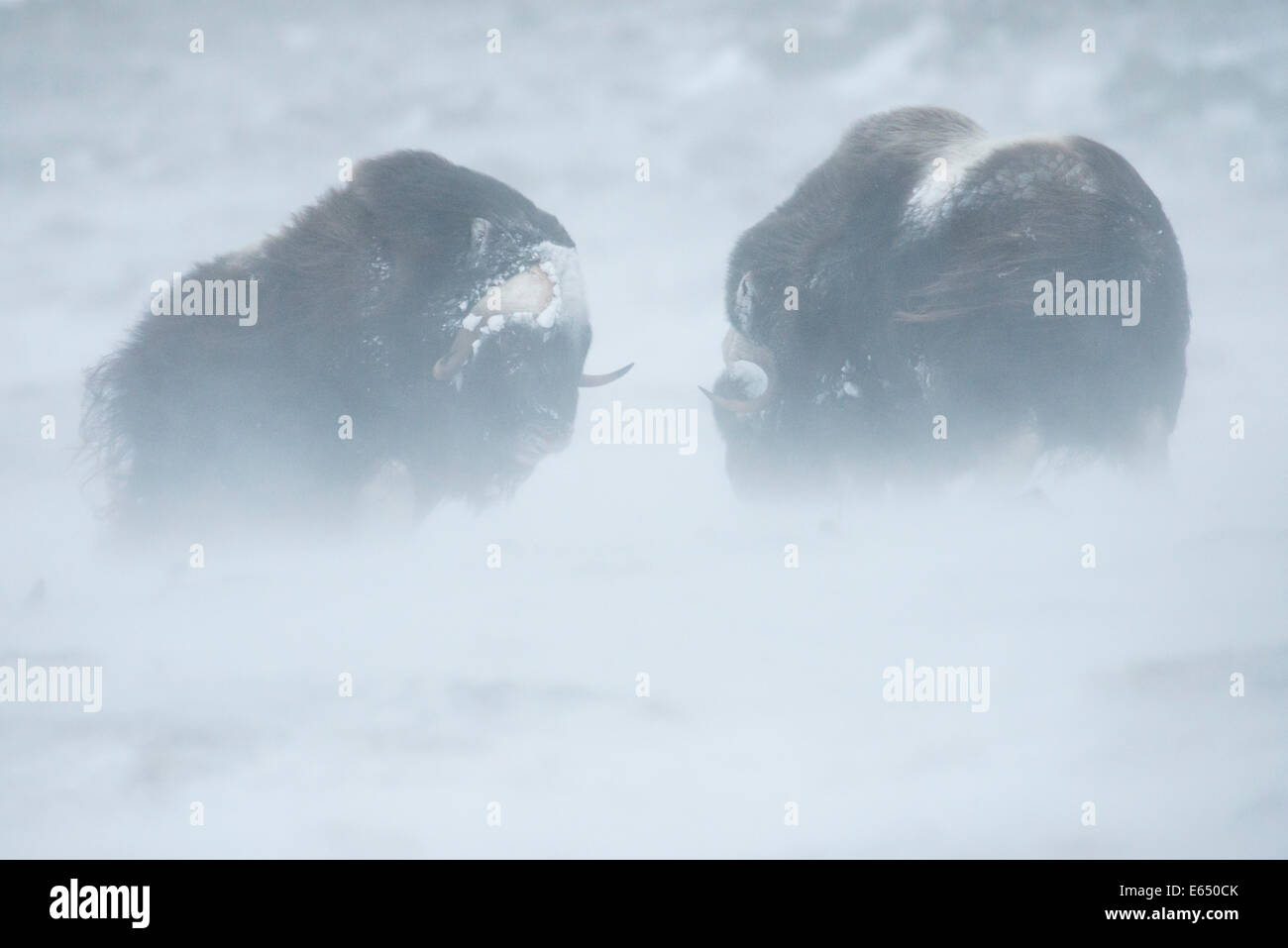 Deux Bœufs musqués ou boeuf musqué (Ovibos moschatus), des combats durant une tempête de neige, le Parc National de Dovrefjell Sunndalsfjella, Norvège Banque D'Images