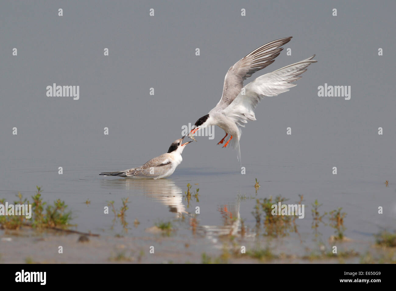 La sterne pierregarin (Sterna hirundo), d'oiseaux adultes jeune oiseau donnant un poisson de l'air, le lac de Neusiedl, Burgenland, Autriche Banque D'Images