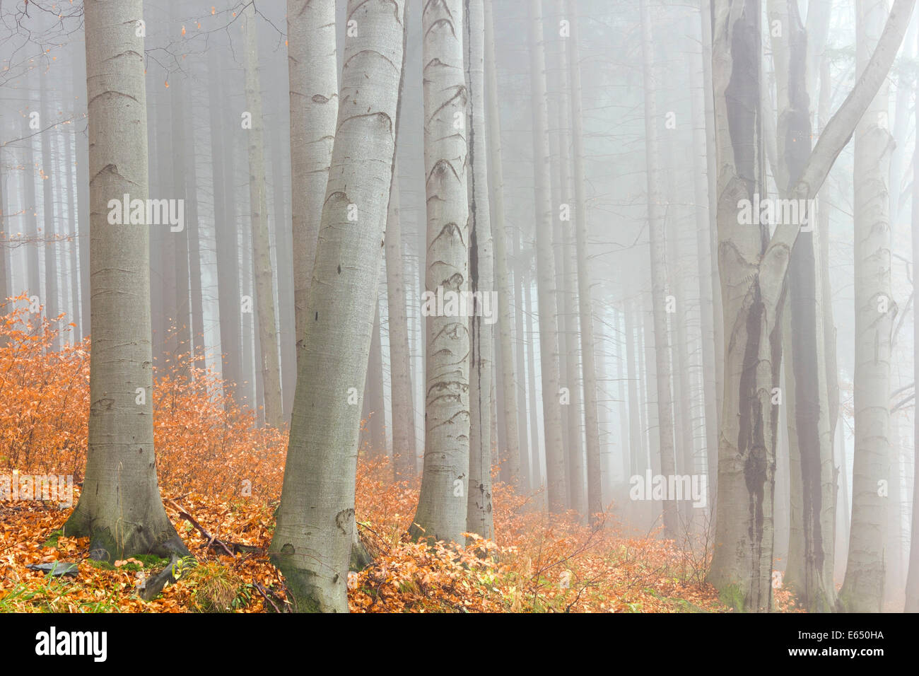 Automne forêt de hêtres, la région protégée de Jeseniky, district de Jesenik, Karlovarsky région, République Tchèque Banque D'Images