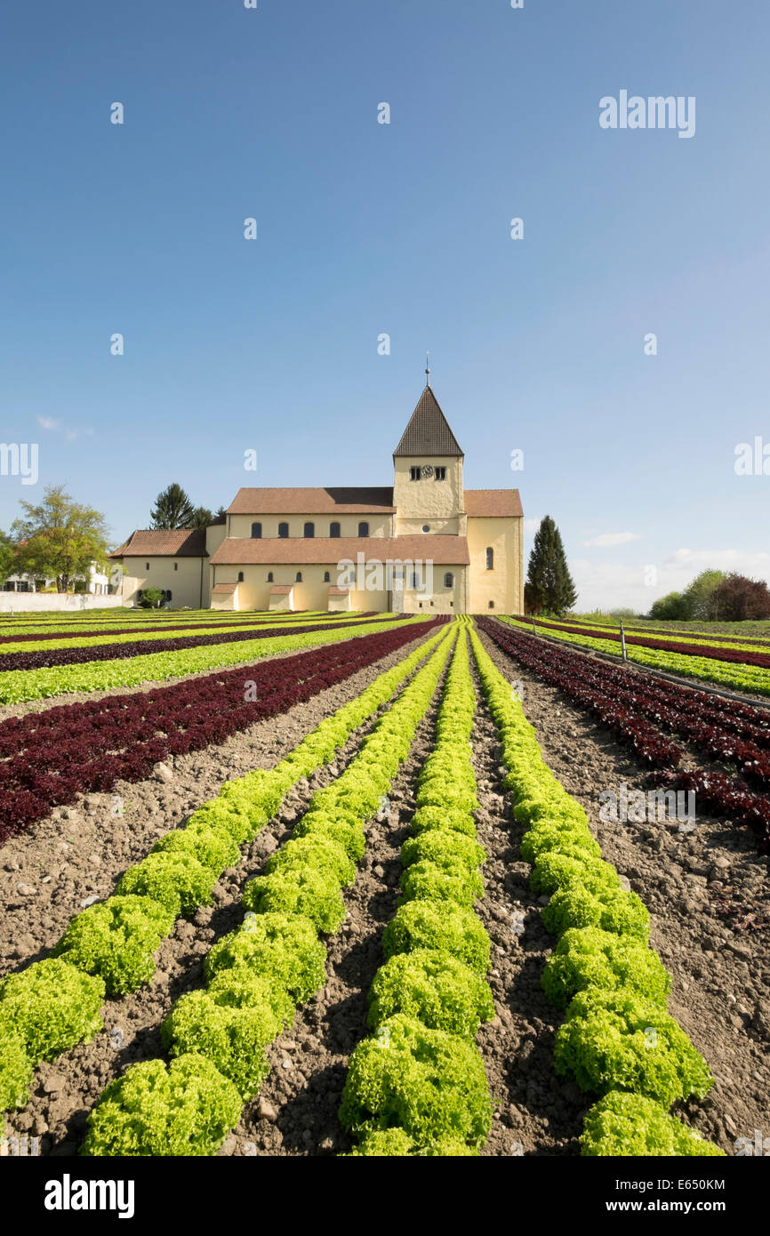 Domaine de la laitue, l'église de Saint George à l'arrière, l'île de Reichenau, Bade-Wurtemberg, Allemagne Banque D'Images