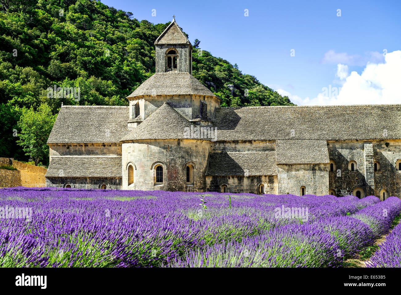 Abbaye de Sénanque et lignes en fleurs fleurs de lavande. Gordes, Luberon, Vaucluse, Provence, France. Banque D'Images