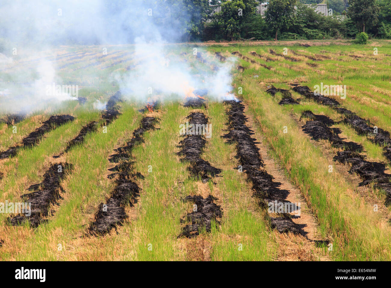 Feu de brûler la paille de riz, la mauvaise voie pour l'agriculture en Thaïlande Banque D'Images