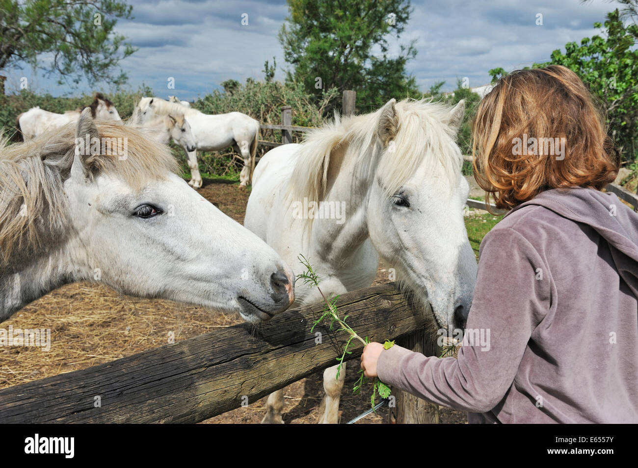 Alimentation fille chevaux camargue en paddock, Camargue, France, Europe Banque D'Images