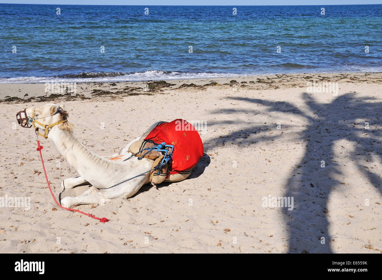 Repos de chameau sur la plage, Djerba, Tunisie, Afrique du Nord Banque D'Images