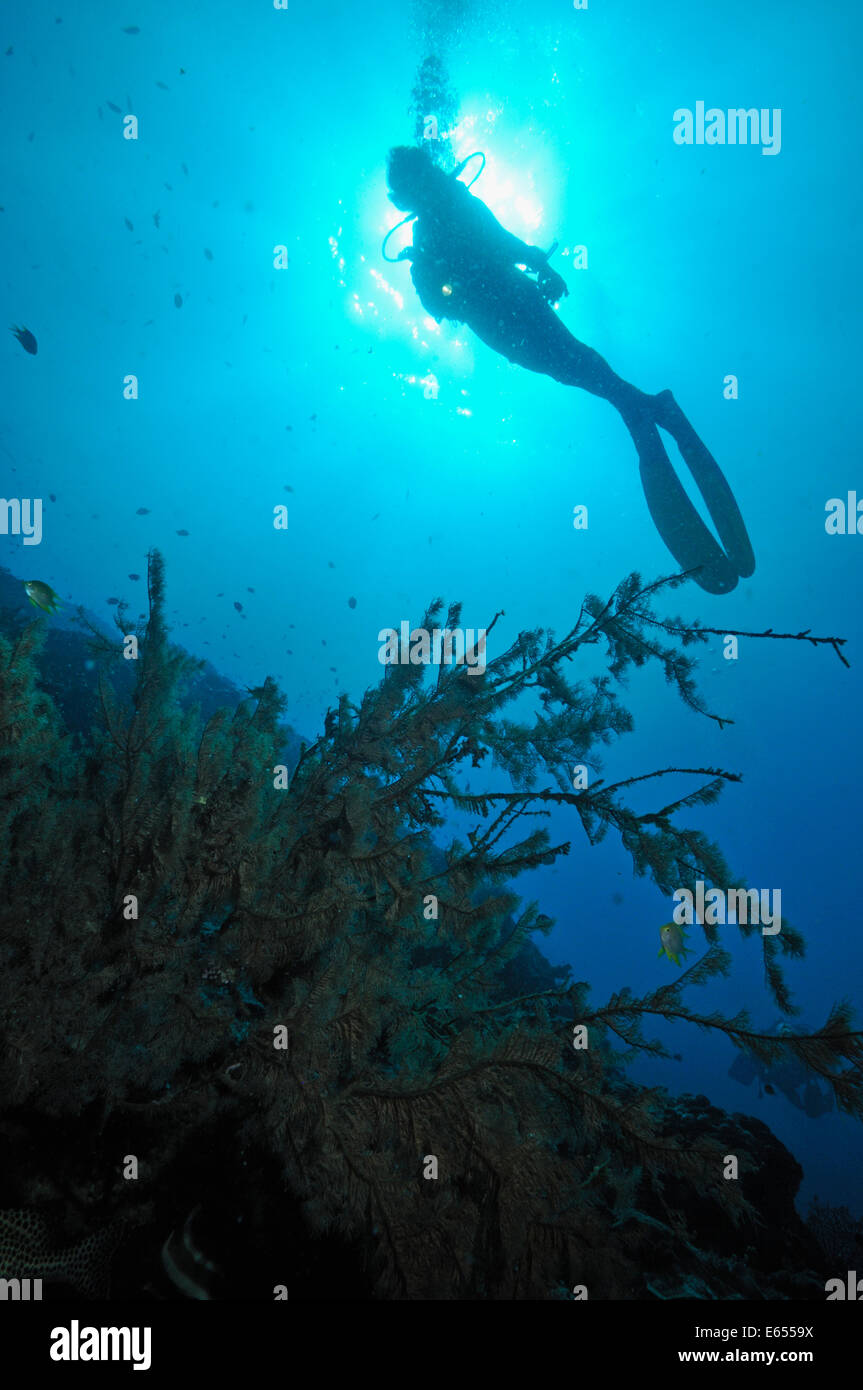 Scuba Diver silhouette, Mer de Célèbes, Bornéo, l'île de Sipadan, Malaisie Banque D'Images