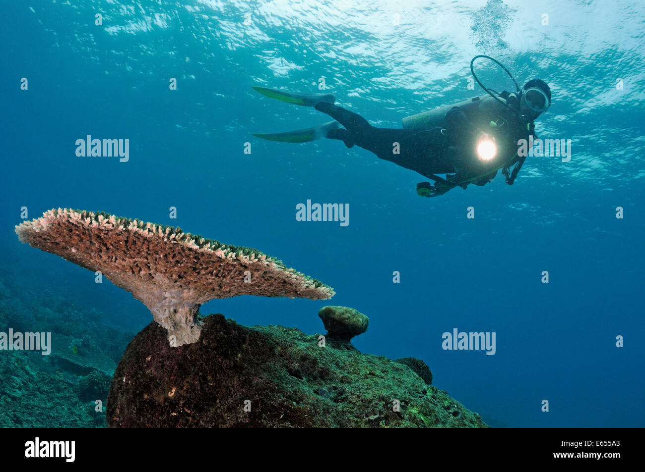 Scuba Diver scuba diving et brillant flambeau sur table Coral (Acropora), Mer de Célèbes, Bornéo, l'île de Sipadan, Malaisie Banque D'Images
