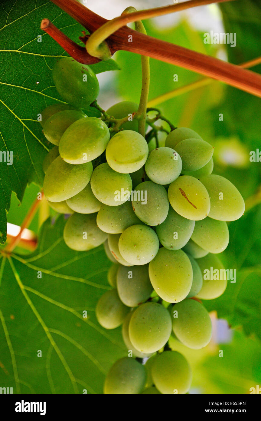 Les raisins verts et les feuilles de vigne, France, Europe Banque D'Images