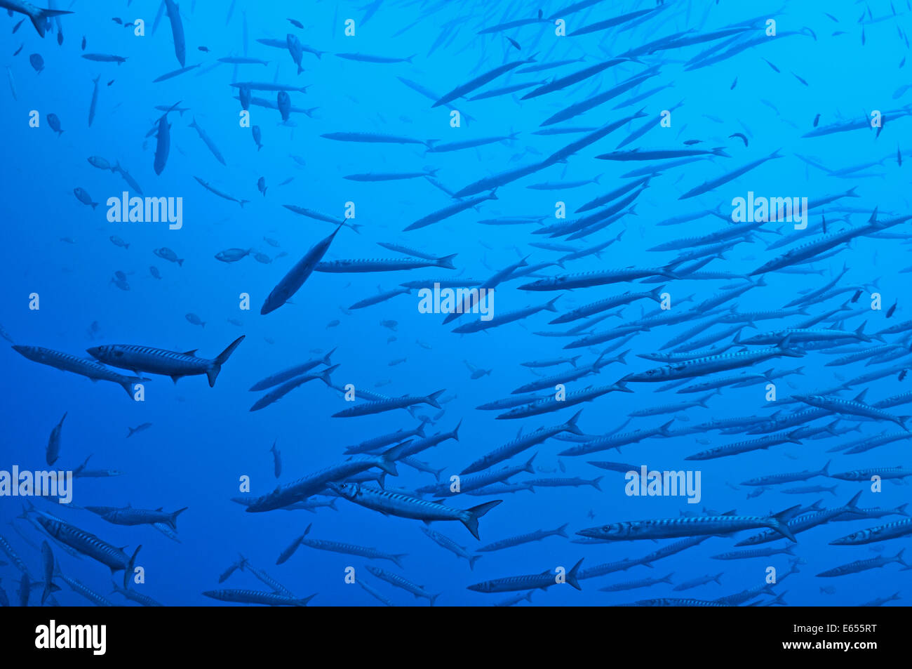 Banc de barracudas en mer Méditerranée, l'île de Port-Cros, France, Europe Banque D'Images