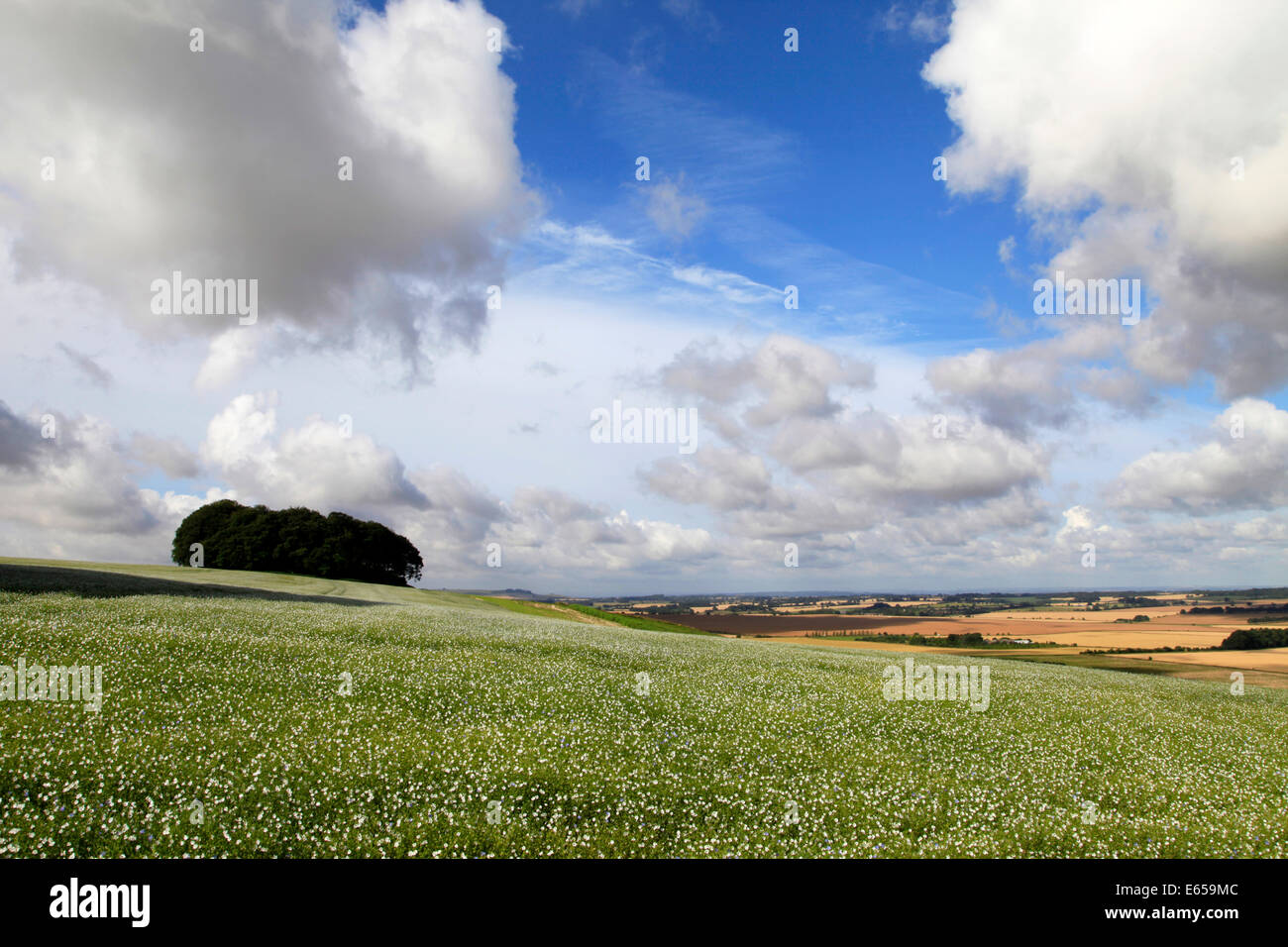 Un champ de lin sur Hackpen Hill dans le Wiltshire, Angleterre. Banque D'Images