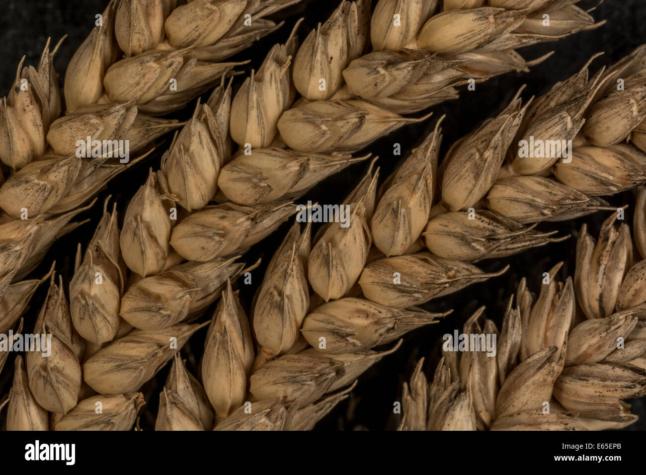 Gros plan des épis de blé (Triticum sp.). Métaphore visuelle du concept