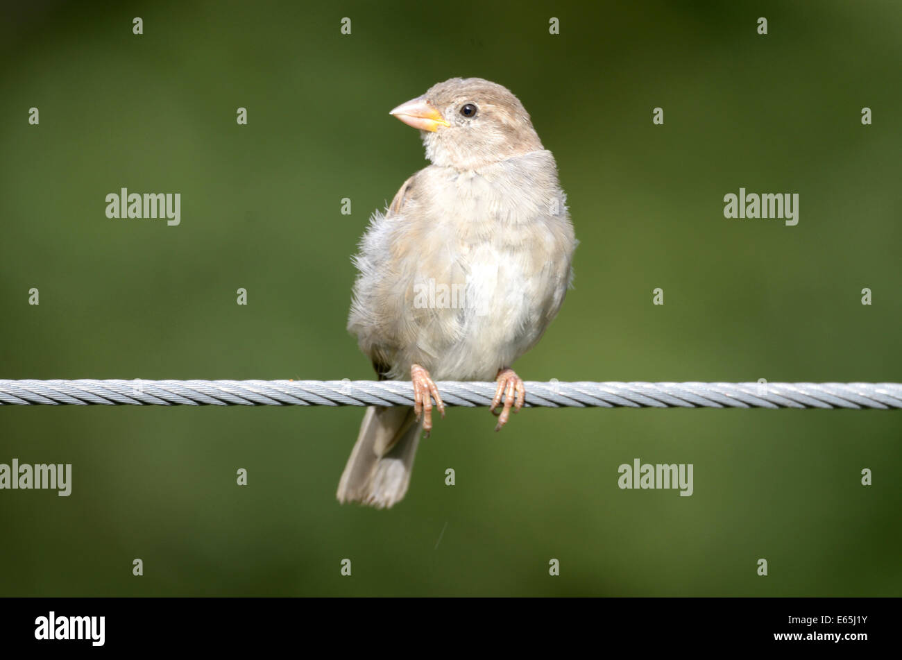 Moineau domestique (Passer domesticus) est un oiseau de la famille Passeridae, trouvés dans la plupart des régions du monde. Banque D'Images