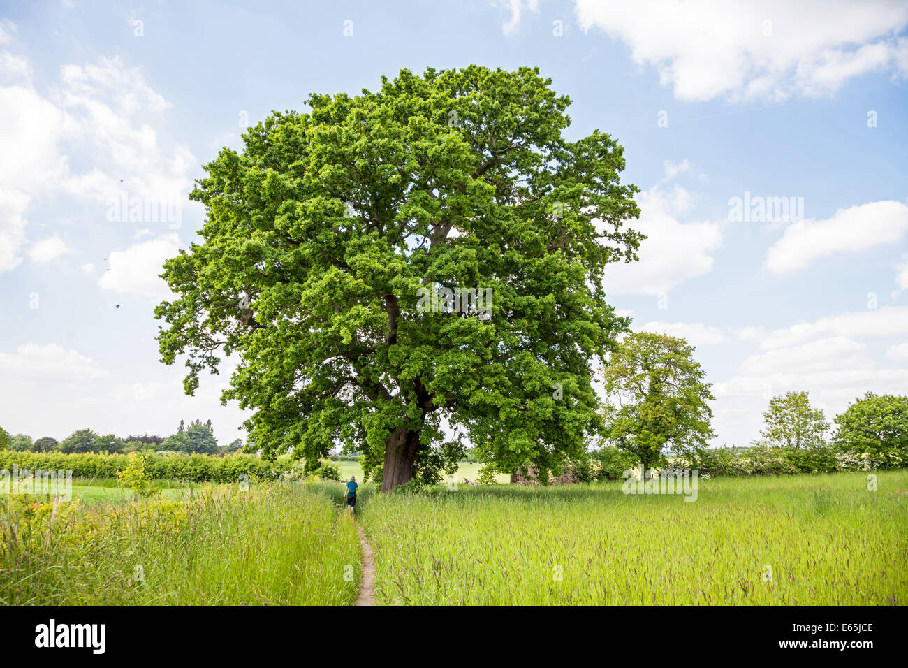 Une femme marche à travers un champ en été sous un grand chêne (Quercus) dans Cheshire England UK Banque D'Images