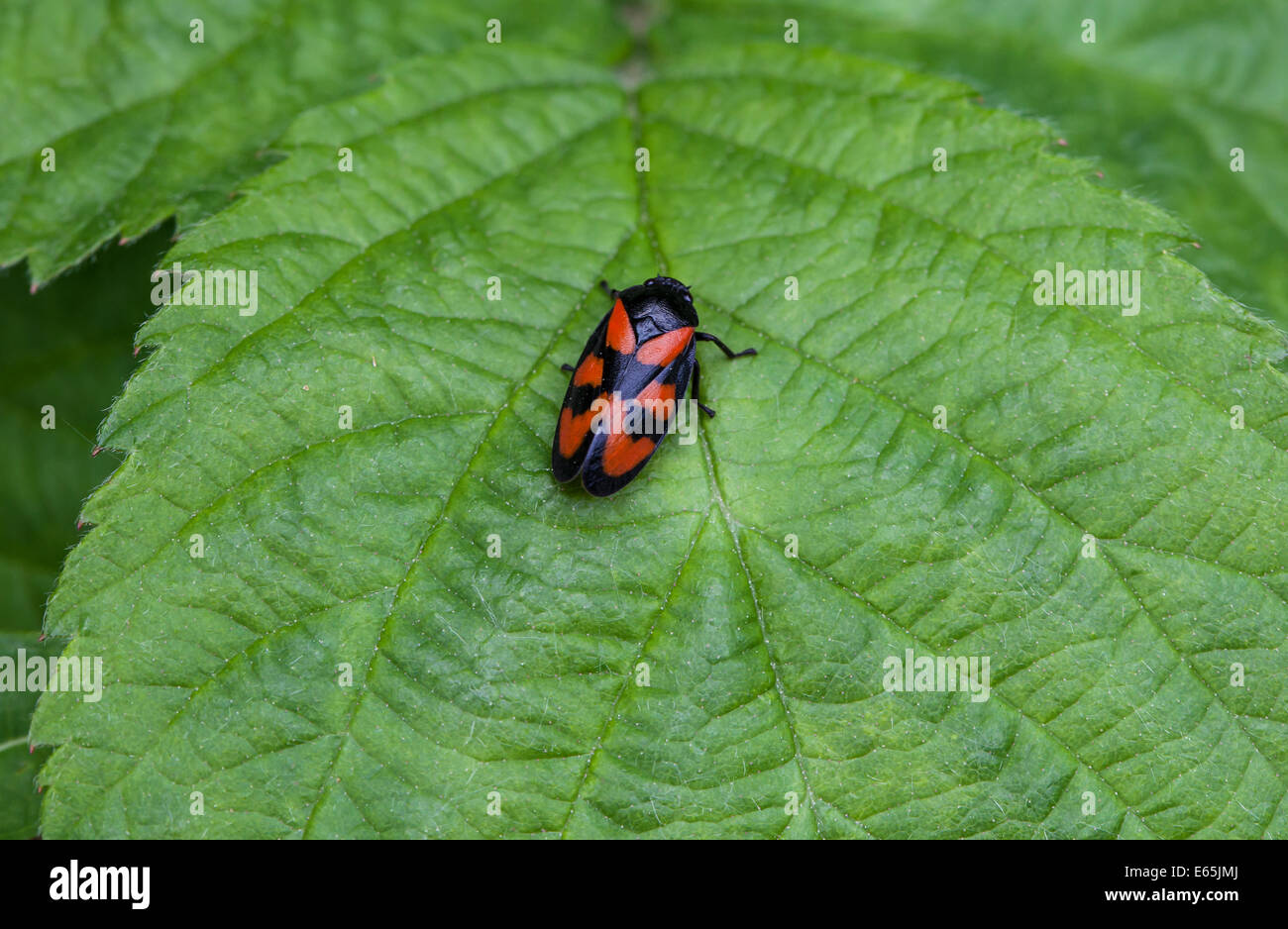 Un rouge et noir (Froghopper Cercopis arcuata) sur une feuille Banque D'Images