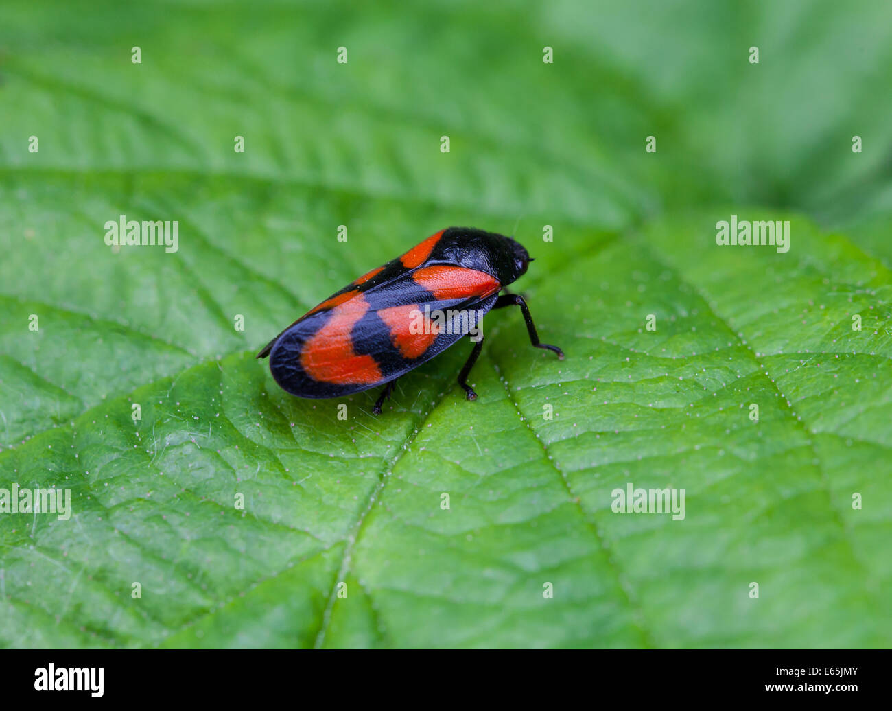 Un rouge et noir (Froghopper Cercopis arcuata) sur une feuille Banque D'Images