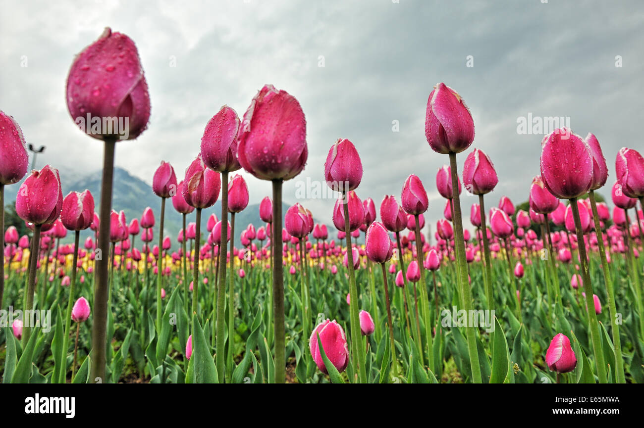 Indira Gandhi Memorial Tulip garden précédemment connu sous le nom de modèle, centre de la floriculture, Cheshmashahi Sirajbagh, Srinagar, est le lar Banque D'Images