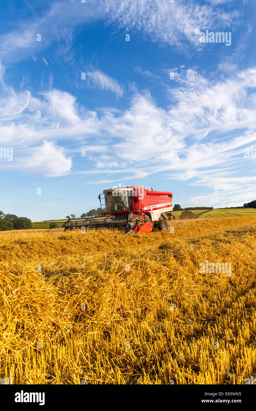 La récolte d'été ayant lieu sous un ciel bleu du soir à Skeeby Nr Richmond North Yorkshire UK sur St Swithin's Day 15 Juillet 2014 Banque D'Images