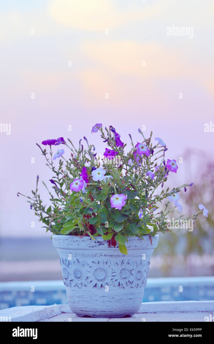 Vase de fleurs à Nice du tabac Banque D'Images