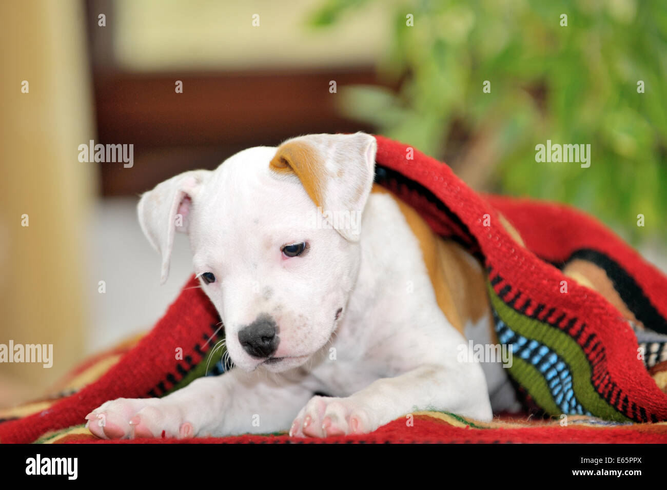 Chiot American Staffordshire Terrier playing Banque D'Images