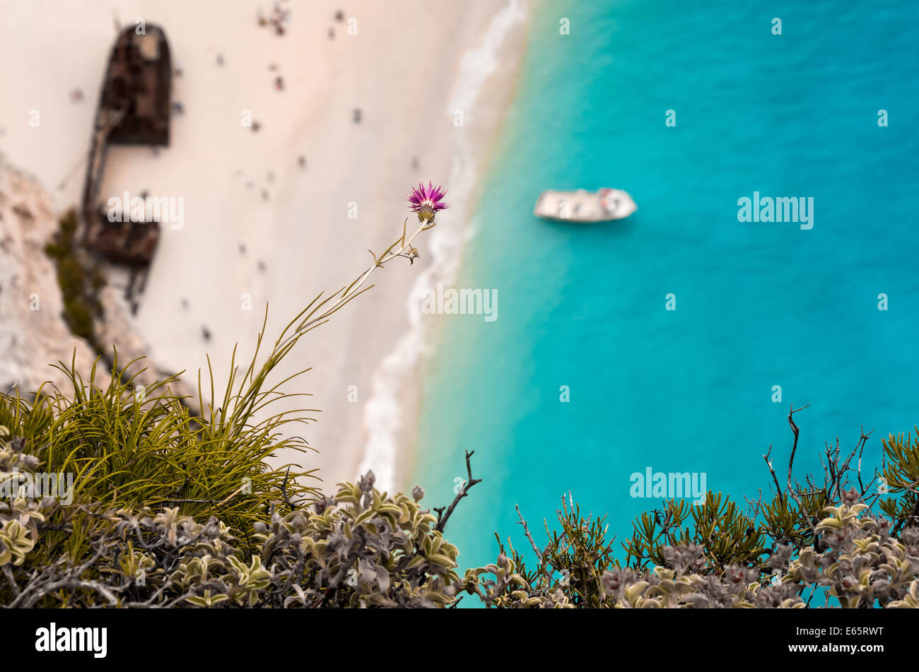 Fleur violette au-dessus d'une falaise de plus en plus dangereux avec l'épave rouillée derrière Banque D'Images